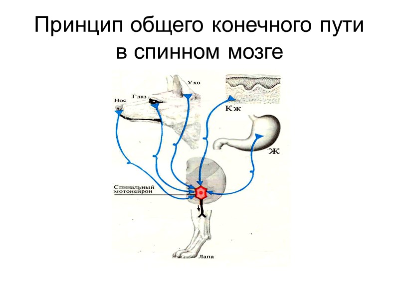 Принцип общего конечного пути  в спинном мозге